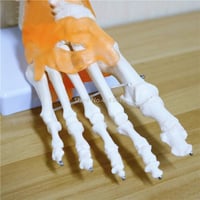 مفصل الكاحل بهيكل عظمي -Skeletal ankle joint