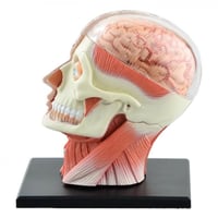 نموذج تشريحي لجمجمة الإنسان مجمّع من 4D نموذج تجوي...