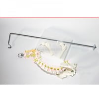 نموذج العمود الفقري القطني المرن للكبار ، 45 سنتيم...