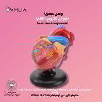 نموذج تشريح القلب Cardiac anatomy model