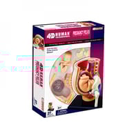 نموذج الرحم البشري مع الجنين