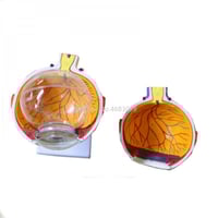 نموذج تشريح العين البشري -Human eye anatomy model