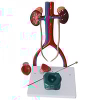 نموذج تشريح النظام البولي البشري