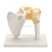 مفصل كتف الإنسان بالحجم الطبيعي -Human shoulder jo...