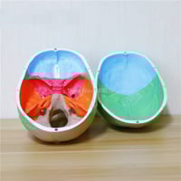 نموذج رأس ملون 19*15*21 سنتيمتر -Human skull model