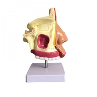 نموذج تشريحي لتدريس تجويف الأنف البشري ، 23x14x11...