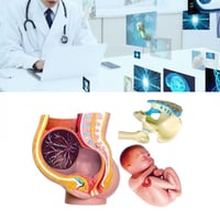 نموذج الرحم البشري مع الجنين