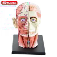 نموذج تشريحي لجمجمة الإنسان مجمّع من 4D نموذج تجوي...