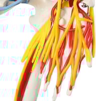 نموذج هيكل عظمى طول 85 سم