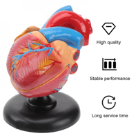 نموذج تشريح القلب Cardiac anatomy model