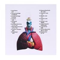 نموذج الرئة البشرية مقاس الحياة تشريح الجهاز التنف...