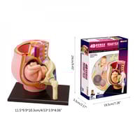 نموذج الرحم البشري مع الجنين