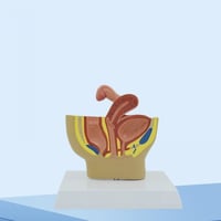 نموذج تشريح الحوض الصغير للذكور والإناث - Male and...