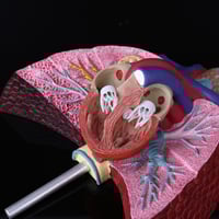 نموذج الرئة البشرية مقاس الحياة تشريح الجهاز التنف...