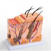 نموذج تشريحي ثلاثي الأبعاد تخطيط توسيع الجلد البشر...