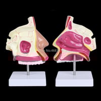 نموذج تشريحي لتدريس تجويف الأنف البشري ، 23x14x11...