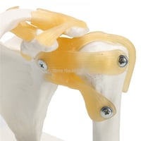 مفصل كتف الإنسان بالحجم الطبيعي -Human shoulder jo...