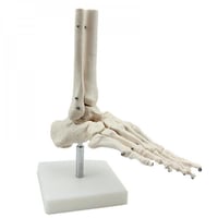 نموذج قدم بشري هيكل عظمى