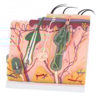 نموذج تشريحي ثلاثي الأبعاد تخطيط توسيع الجلد البشر...