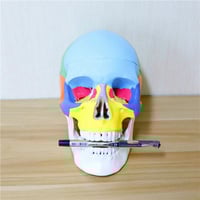 نموذج رأس ملون 19*15*21 سنتيمتر -Human skull model