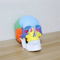 نموذج رأس ملون 19*15*21 سنتيمتر -Human skull model