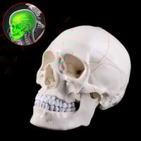نموذج جمجمة بشرية بالحجم الطبيعى مستلزمات تدريس
