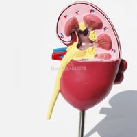 نموذج تشريحي للكلية - Anatomical model of the kidn...