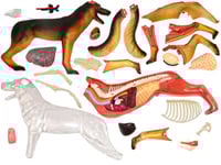 نموذج تشريحي للكلب الطبي هيكل عظمي رباعي الأبعاد