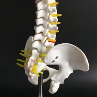 نموذج تشريح العمود الفقري البشري مع نموذج الحوض 45...