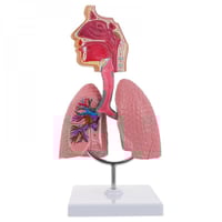 نموذج الرئة الجهاز التنفسي أداة التدريس