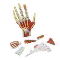 نموذج تشريح اليد البشرية الهيكل العظمي مع رباط الع...