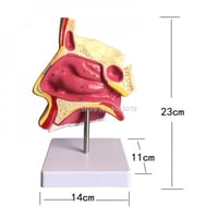 نموذج تشريحي لتدريس تجويف الأنف البشري ، 23x14x11...