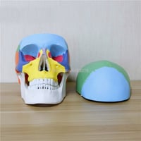 نموذج رأس ملون 19*15*21 سنتيمتر -Human skull model