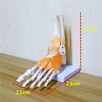 مفصل الكاحل بهيكل عظمي -Skeletal ankle joint