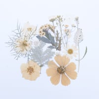 ورد مجفف ملون 018