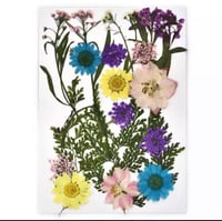 ورد مجفف ملون 008