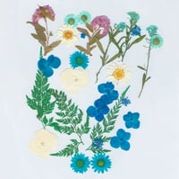 ورد مجفف مجموعة ألوان أزرق رقم 15 ( H105 )