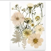 ورد مجفف ملون 018