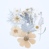 ورد مجفف ملون 018