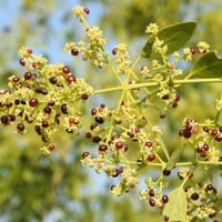 بذور شجرة الاراك - المسواك (Salvadora Persica)