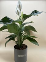 زنبق السلام 165