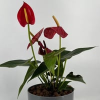 انتوريوم ١٣٥ احمر او ابيض