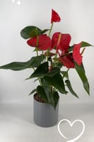 انتوريوم ١٩٠ احمر و وردي