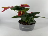 انتوريوم ١٩٠ احمر و وردي