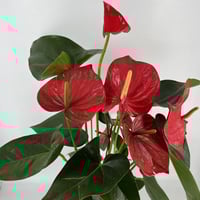 انتوريوم ١٩٠ احمر و وردي