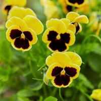 بذور زهرة البانسي (Viola x Wittrockiana) – Laura /...