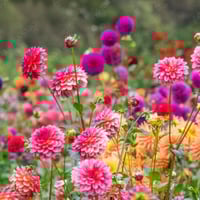 بذور خليط زهرة الداليا المزدوجة