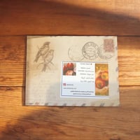 بذور طماطم Marion ماريون موروثة