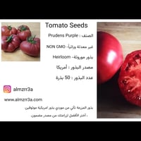 بذور طماطم Prudens Purple موروثة
