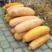 بذور قرع الموز الوردي العملاق